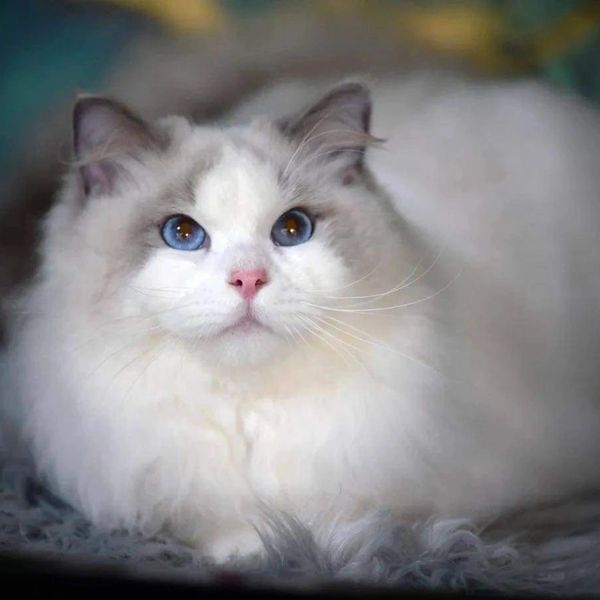 Blue Bicolour Ragdoll 