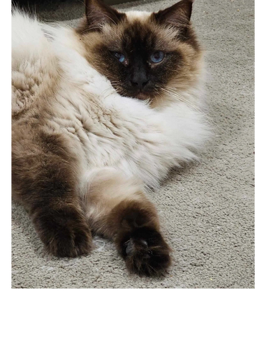 Seal point Ragdoll 