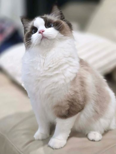 Fluffy white and brown cat sitting on a couch looking up.