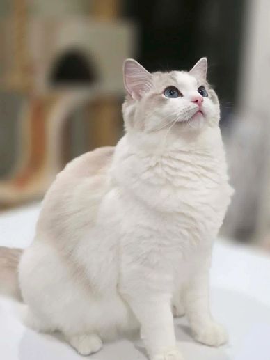Kimaya Love In The Mist, Blue Tabby Bicolour Ragdoll queen at Kimaya Ragdolls in Queensland, Austral