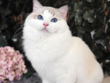 Kimaya Secret Sass blue tabby bicolour Ragdoll queen at Kimaya Ragdolls Queensland Australia