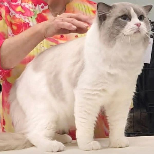Reverence Dream Fever, Blue Bicolour Ragdoll King at Kimaya Ragdolls in Queensland, Australia