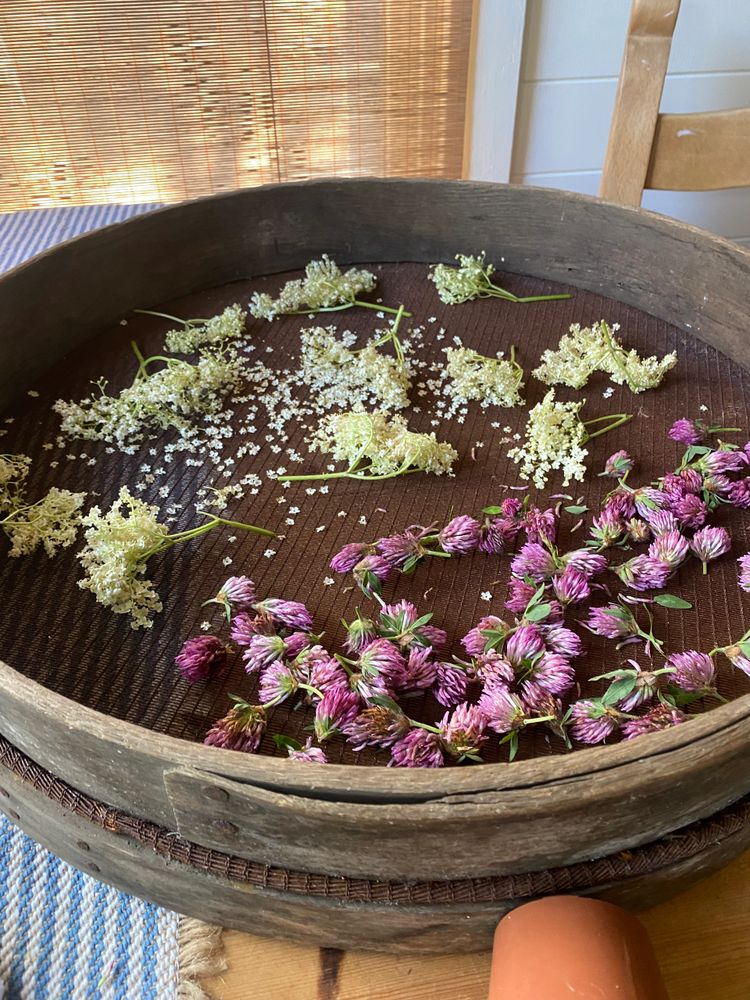 Elderflower and red clover blossoms drying on a wooden riddle 