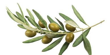 olive branch