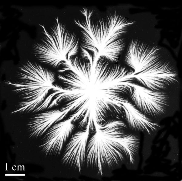 Dielectric barrier discharge as the result of a single high voltage pulse in point-plane geometry.