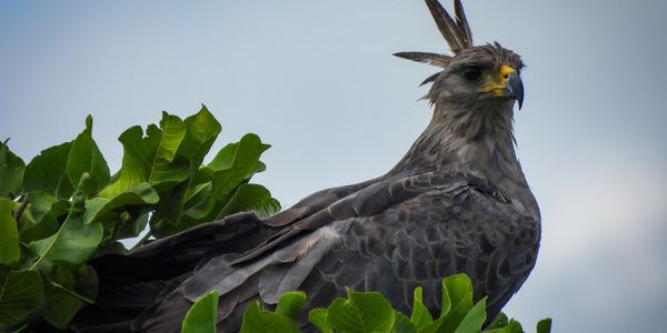 Chaco eagle (Buteogallus coronatus) in the Pampa San Lorenzo. Copyright Ruben D. Layme.
