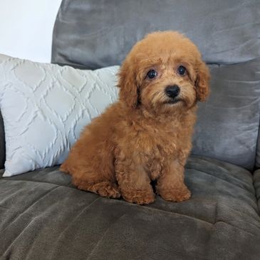 Red Toy Poodle 
