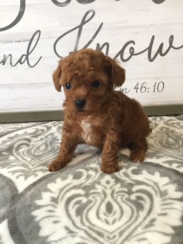 Cute red Toy Poodle 