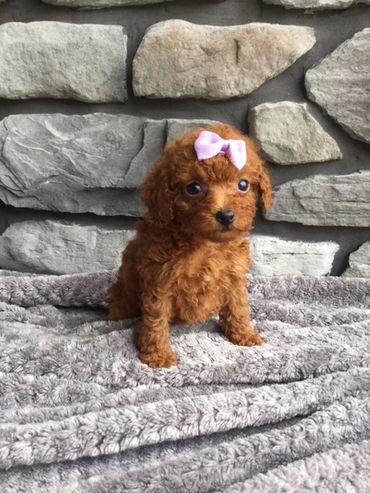 Red Toy Poodle sitting on blanket 
