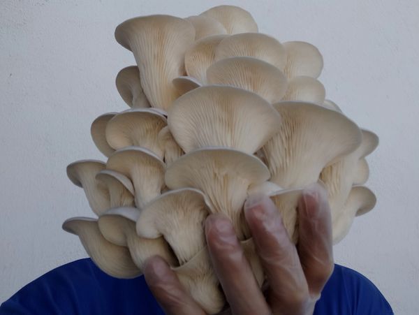A beautiful cluster of freshly harvested grey oyster mushrooms