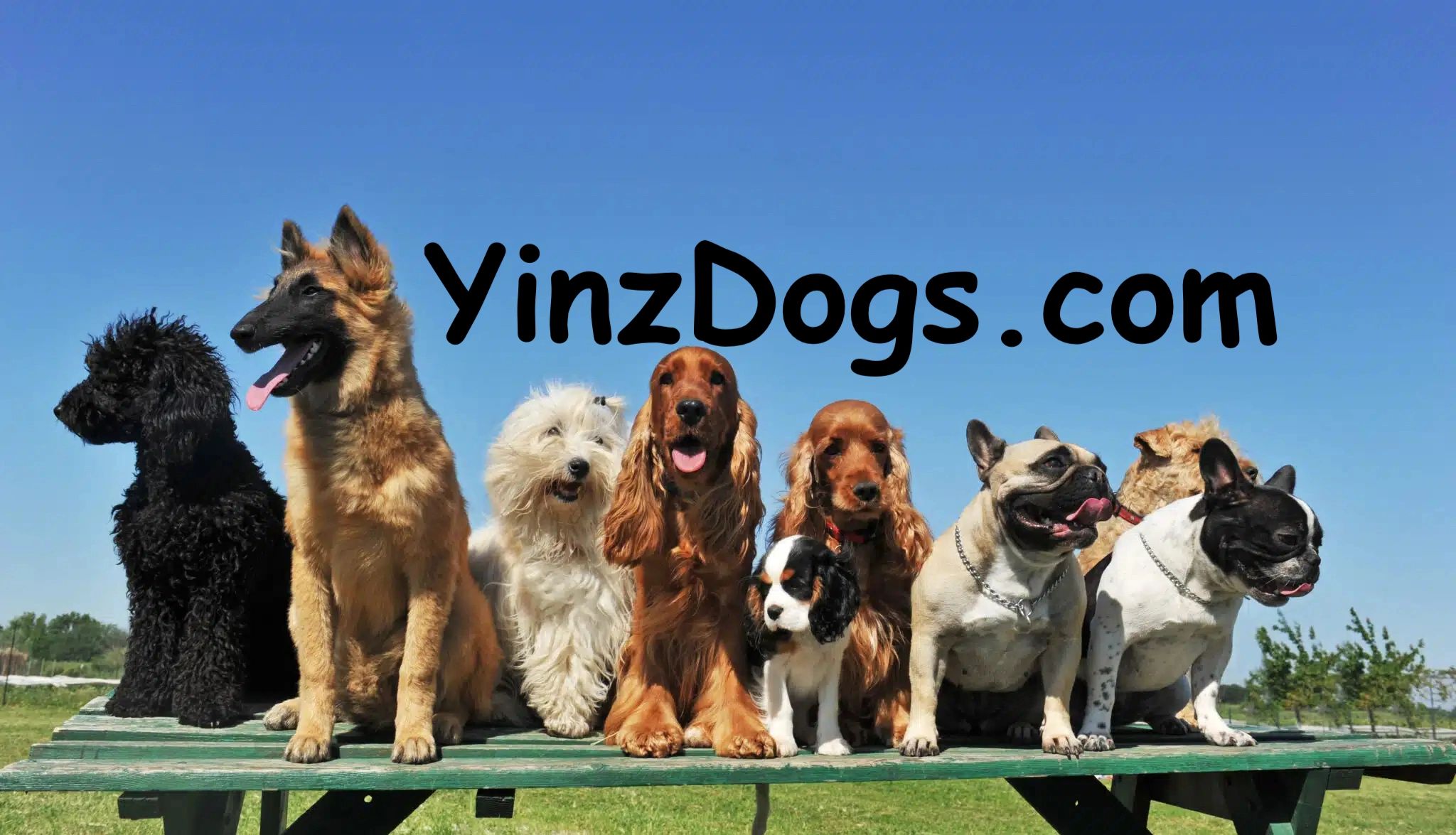 A Guide To Dog Coat Types And How To Care For Them