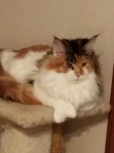 QUEENS | Conyers Cat Maine Coons