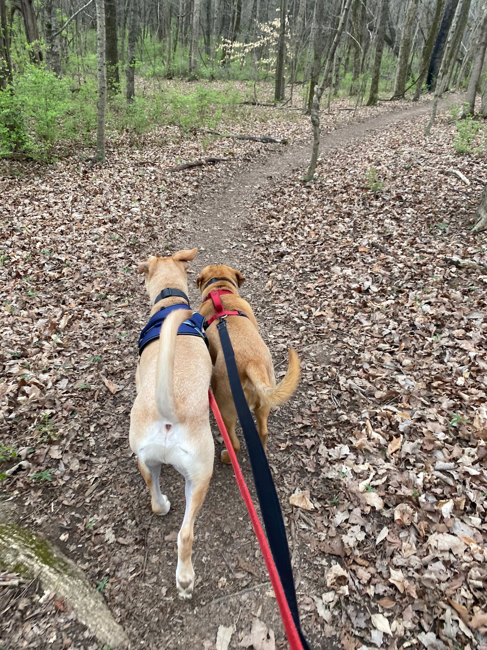 Katie Walks Insured Dog Walker