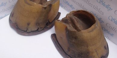 HORSE HOOVES WITH SHOES CIRCA 1800 - 1850