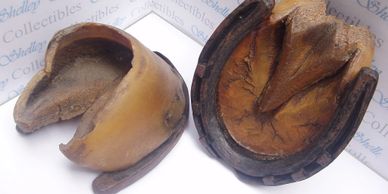 HORSE HOOVES WITH SHOES CIRCA 1800 - 1850