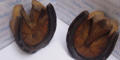 HORSE HOOVES WITH SHOES CIRCA 1800 - 1850