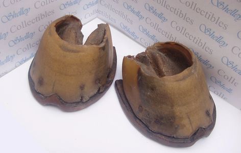 Pair of Horse Hooves and Shoes Circa 1800-1850. 