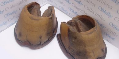 HORSE HOOVES WITH SHOES CIRCA 1800 - 1850