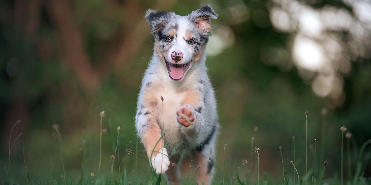 Chiot berger australien qui court dans l'herbe en été