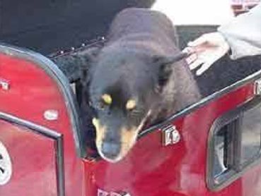 WAGS Trailers