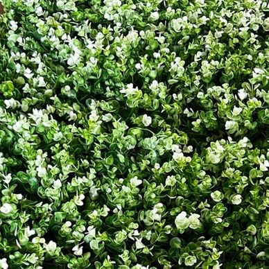 Dense cluster of small green plants with white flowers.