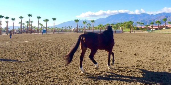 Horse lunging at the Desert International Horse Park