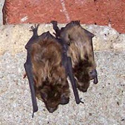 Bats