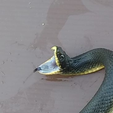 Real Mad HOG NOOSE Snake