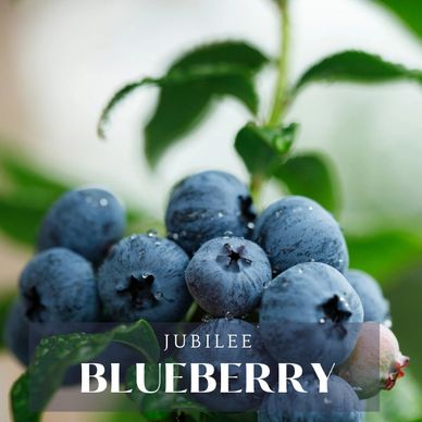Jubilee Blueberry