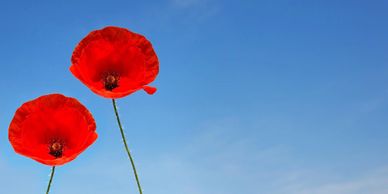 Two poppies