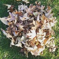 Fall season candle leaf pile on grass