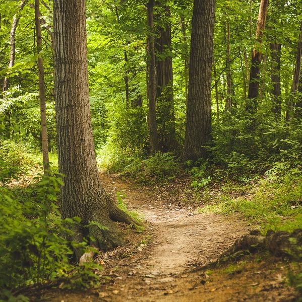 A serene forest path surrounded by tall trees and lush greenery.
