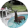 Heat & humidity kill llamas.  Shear, shade, cool drinking water, fans save them. 