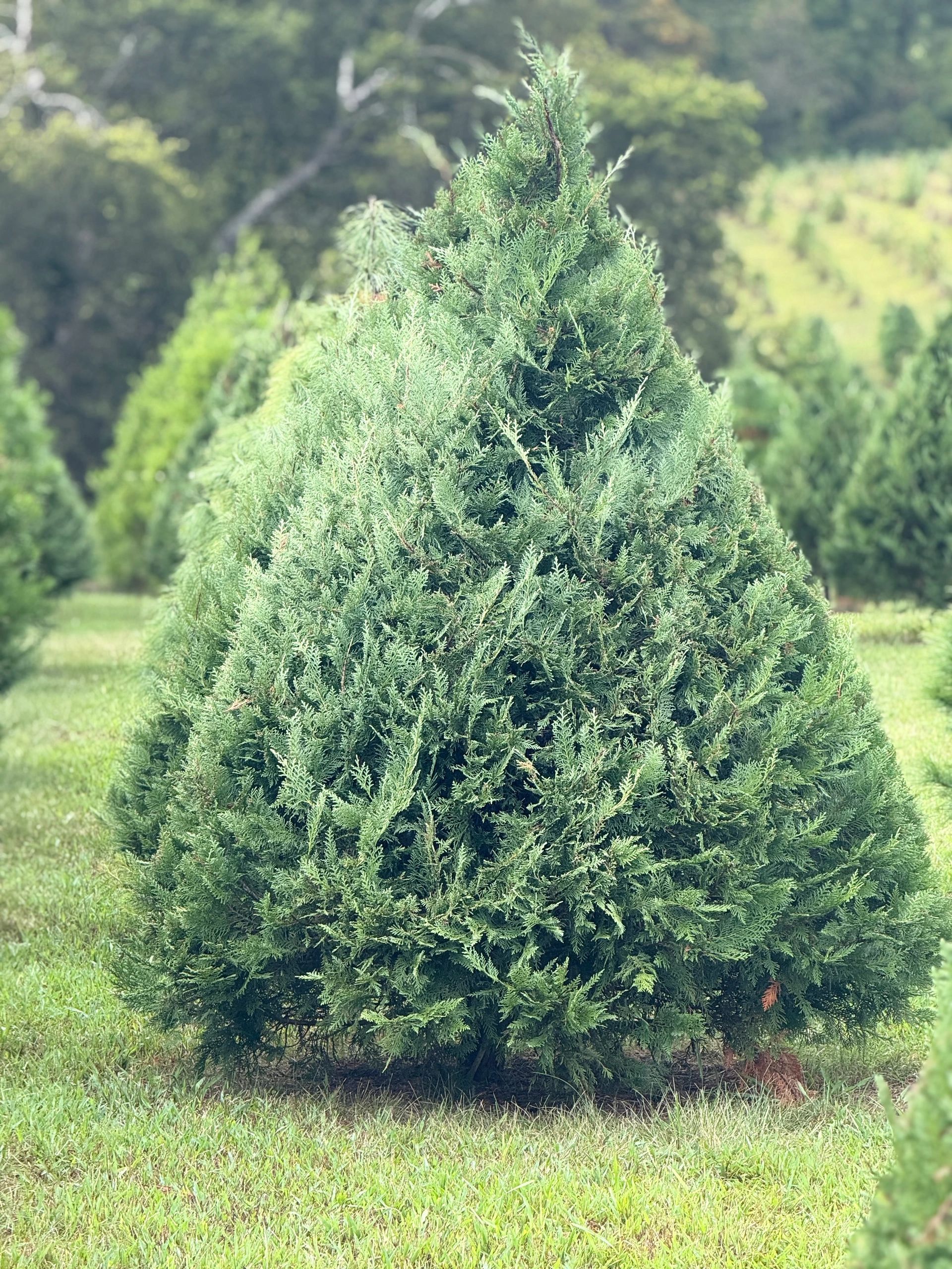 Leyland Cypress