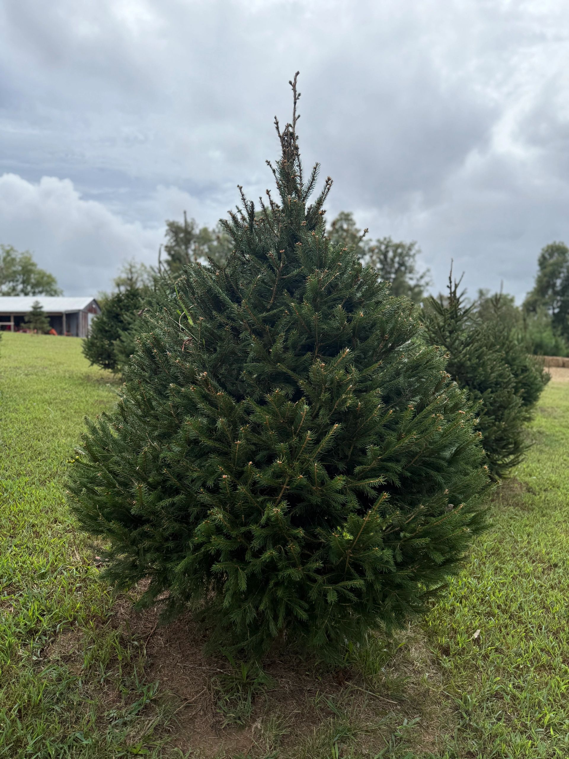 Spruce