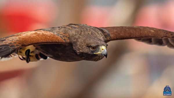 Adult Harris Hawk in flight