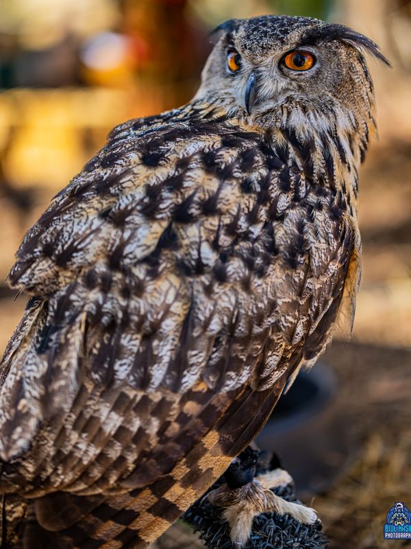 Male Eurasian Eagle Owl