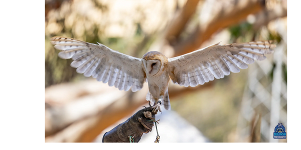 Male Barn Owl