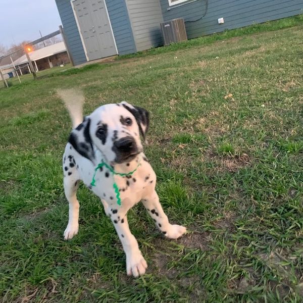 Puppy Food 12 Weeks