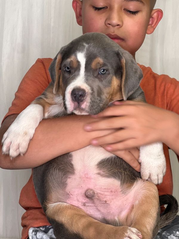 47 Kennel Puppies for Sale, Pets, Dogs, Pets