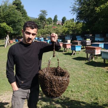 Arı beçəsi