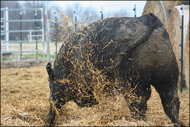 The Headache of Keeping Bulls