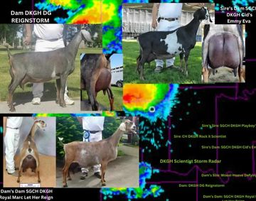 Collage of prize-winning goats showcasing their profiles and udders.