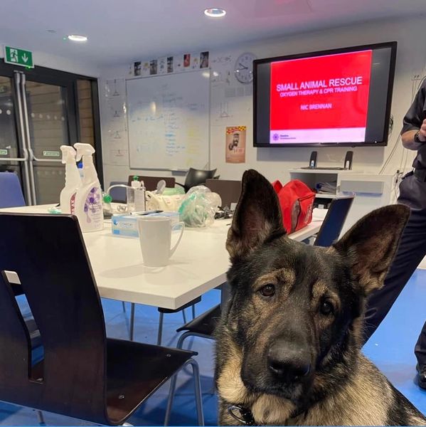 A German Shepherd in a training room for small animal rescue and CPR.