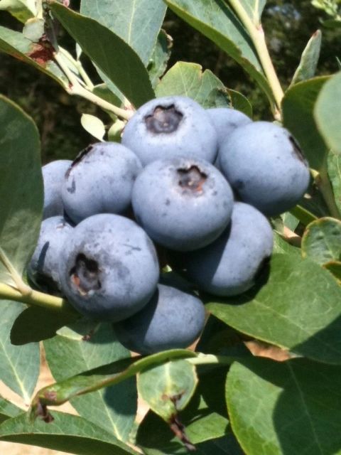 Loblolly U-Pick Blueberries in Amite