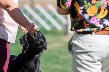 A black dog being guided by a person outdoors.