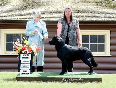 Black dog winning at a kennel club show.