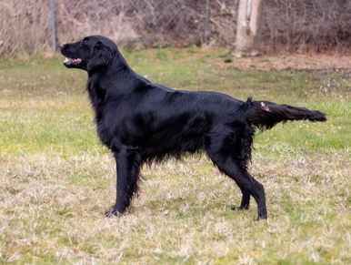 A black dog standing on grass.