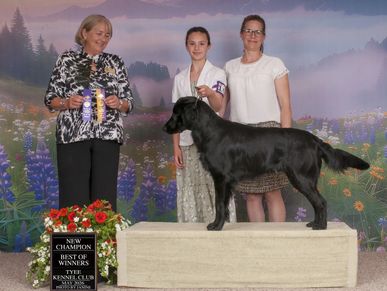 Black dog wins at kennel club event.