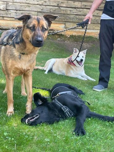 Otto!
Cari X Ogden Lets Party Litter
Living his best life in California